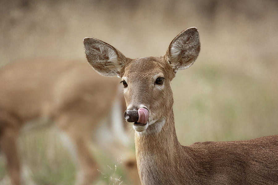 Deer Licking Nose Photograph by Susan Rissi Tregoning