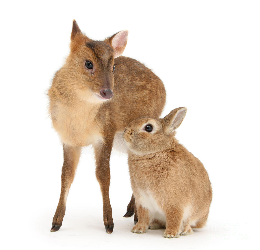 Deer Photograph - Deer little Bunny by Warren Photographic