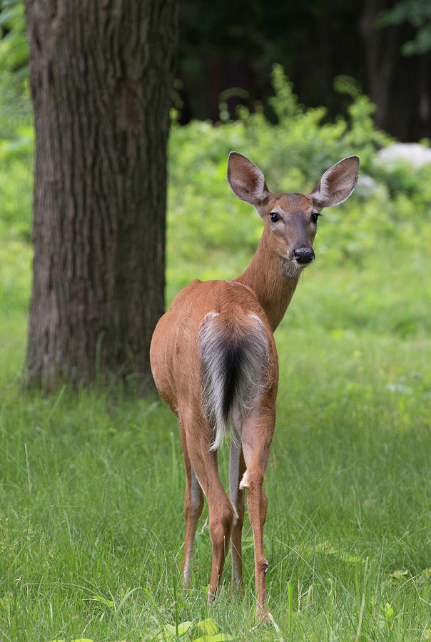 Deer Looking Back by John Forde Deer Looking Back by John Forde