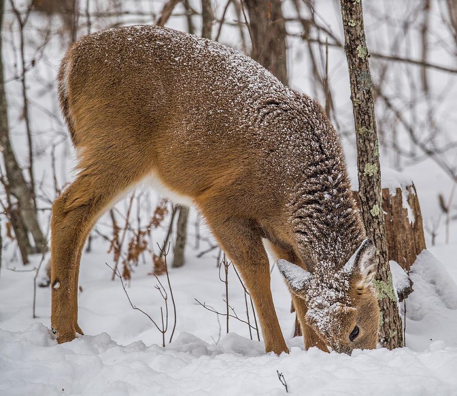 Deer Looking For Food Photograph by Paul Freidlund