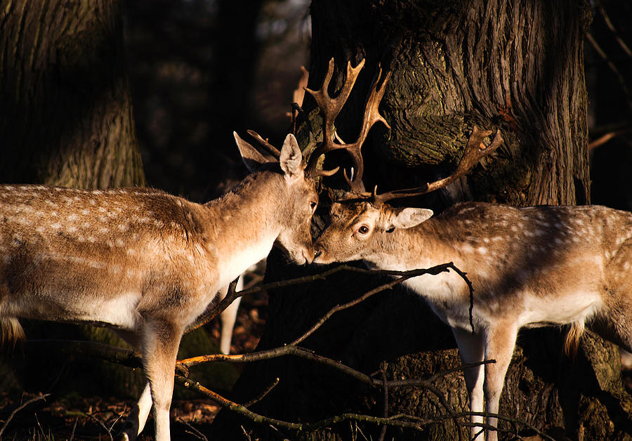 Deer Photograph - Deer Love by Cross Version