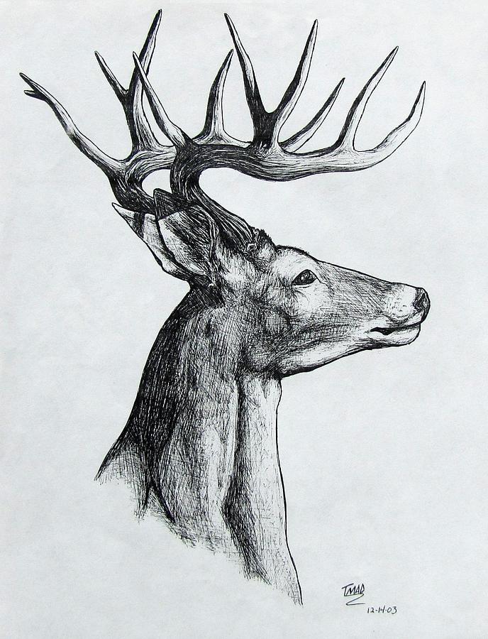 Deer Drawing - Deer by Michael  TMAD Finney