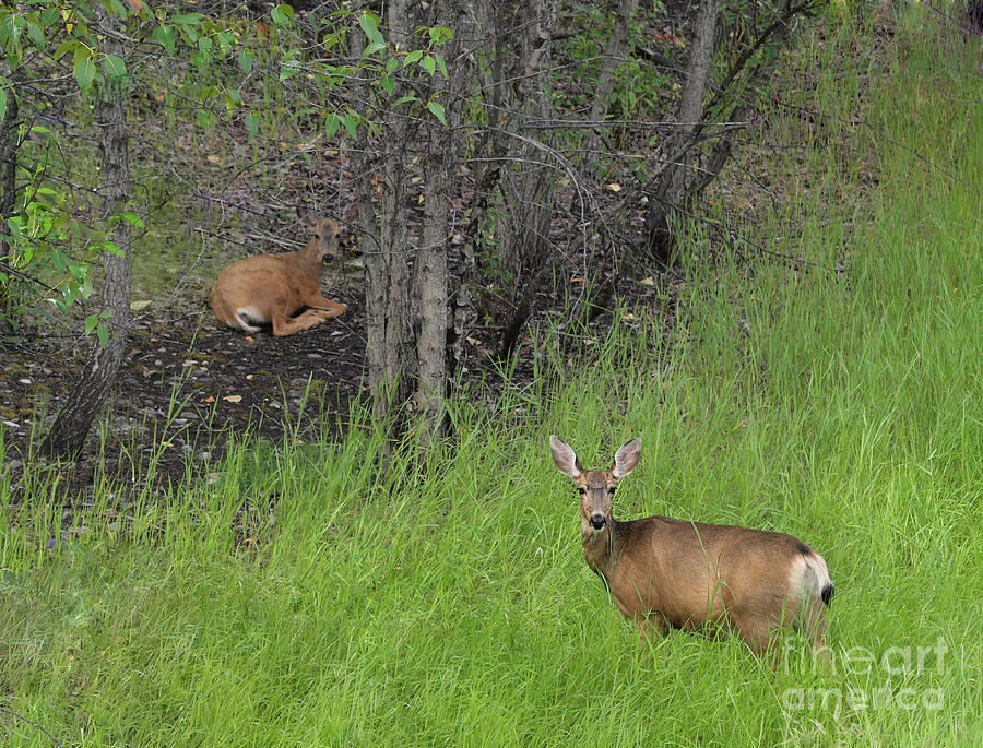 Deer Mom Photograph by Vivian Martin