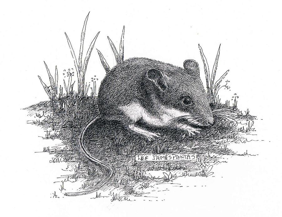 deer mouse drawing