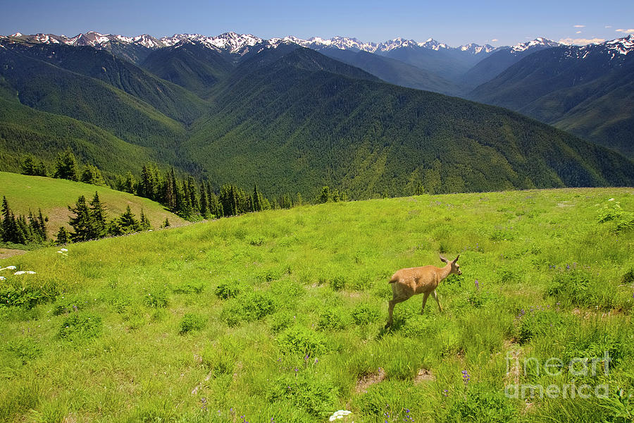 Deer near Hurricane Ridge in Olympic National Park Photograph by Bruce Block