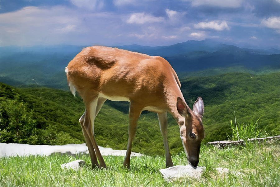 Deer of the Blue Ridge Photograph by John Haldane