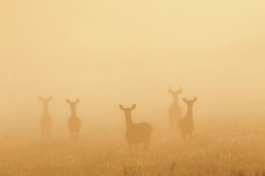 Deer of the Fog Photograph by Bill Wakeley