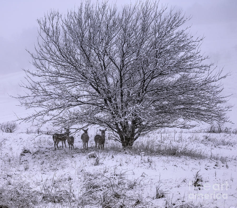 Deer of Winter Photograph by Elizabeth Winter