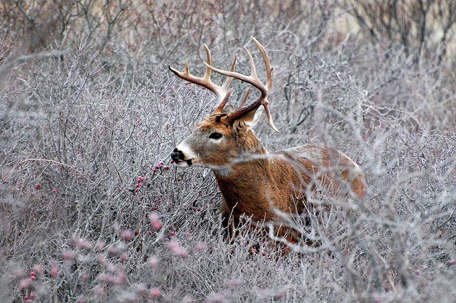 Deer on a frosty morning  Photograph by Nancy Landry