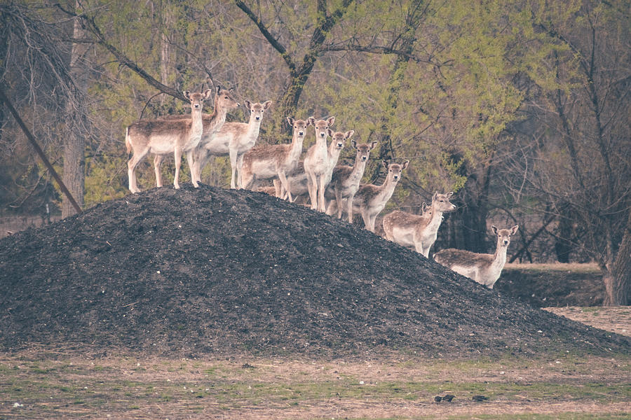 Deer on a Hill Photograph by Viviana  Nadowski