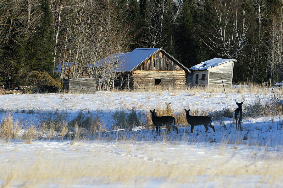 Deer on Farm Photograph by Brook Burling