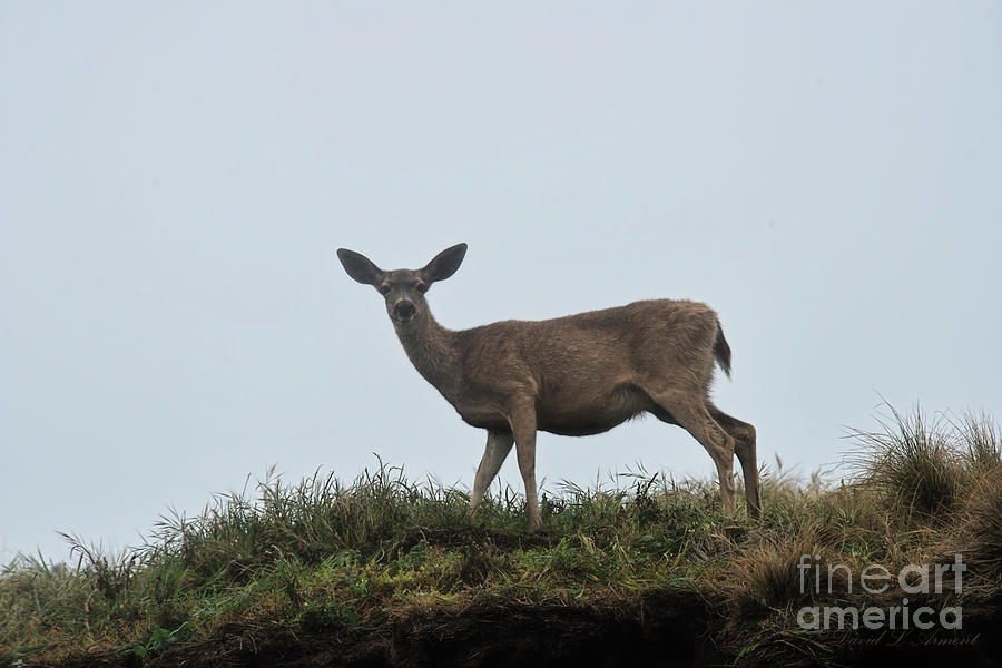 Deer on Ridge Foggy Day Photograph by David Arment