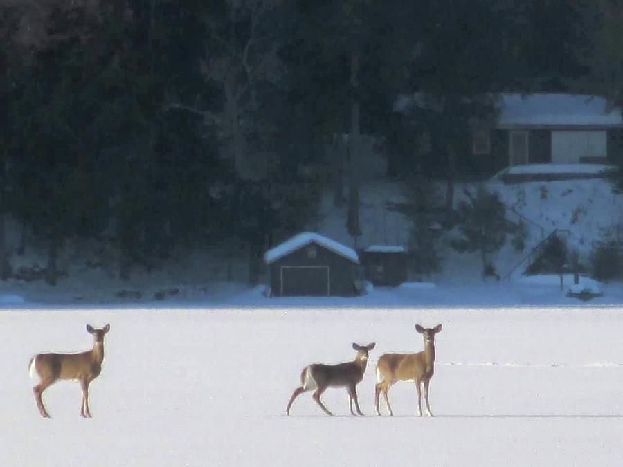 Deer On The Lake Photograph