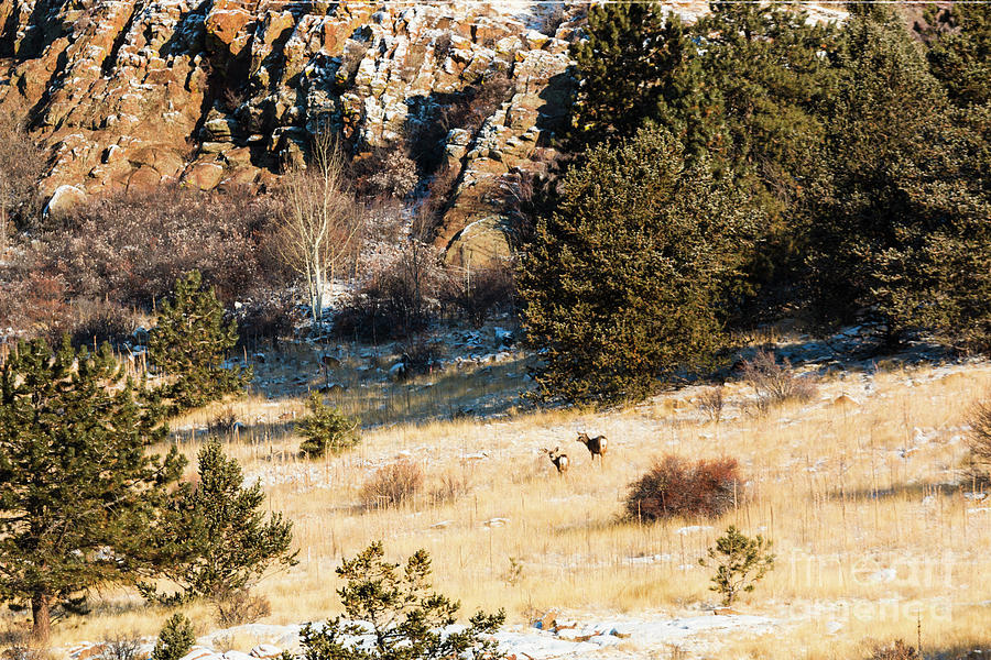 Deer On The Mountain Photograph