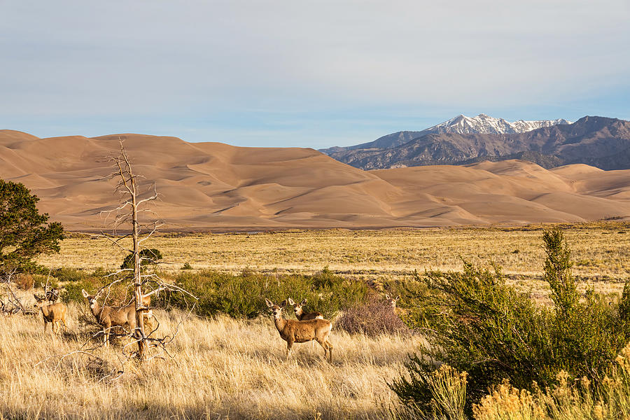 Deer on the Plains Great Colorado Sand Dunes Photograph by James BO Insogna
