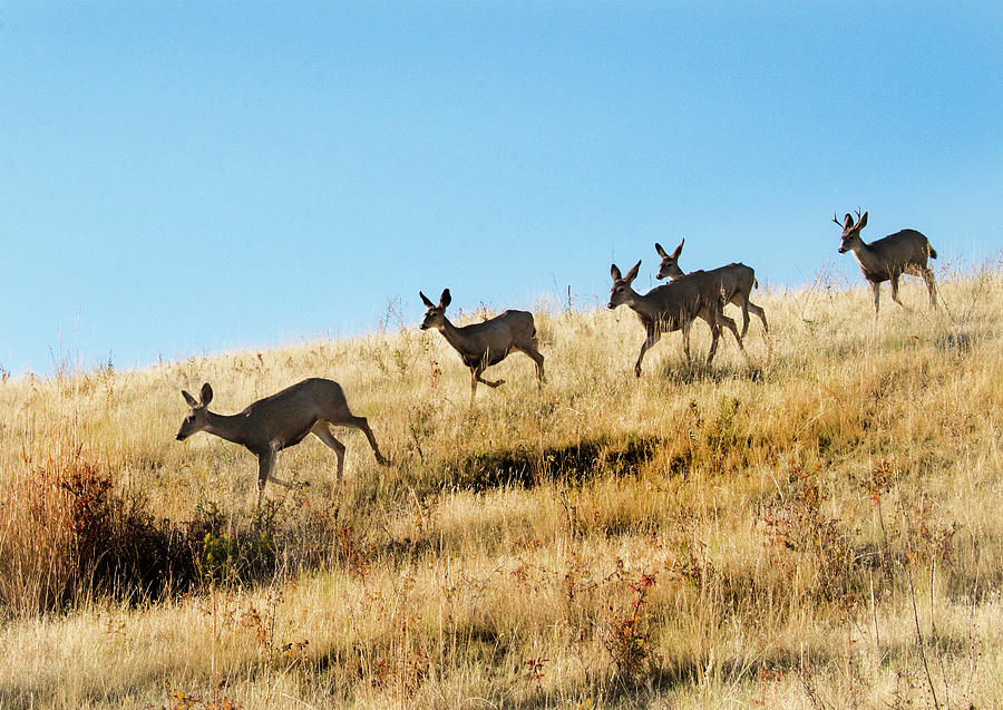 Deer Photograph - Deer on the run by Roy Nierdieck Deer Photograph - Deer on the run by Roy Nierdieck