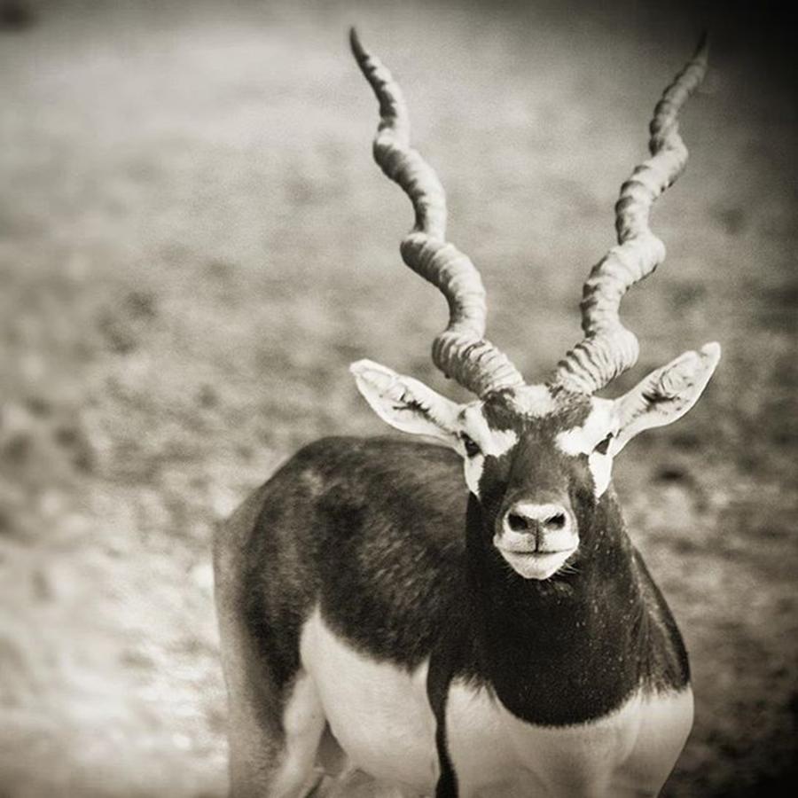 Wildlife Photograph - #deer #picoftheday #photooftheday by Vikas Rathee