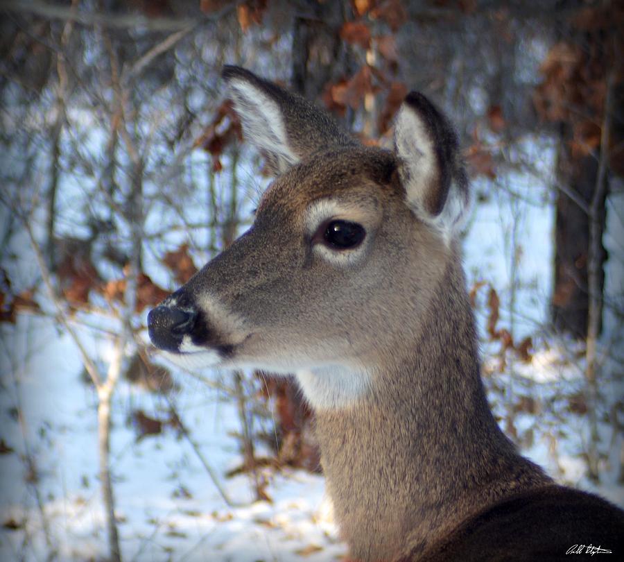 Deer Portrait Photograph by Bill Stephens