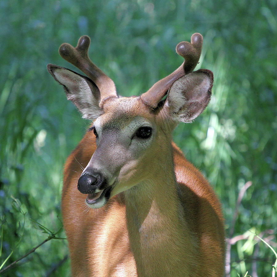 Deer Portrait Photograph by Doris Potter