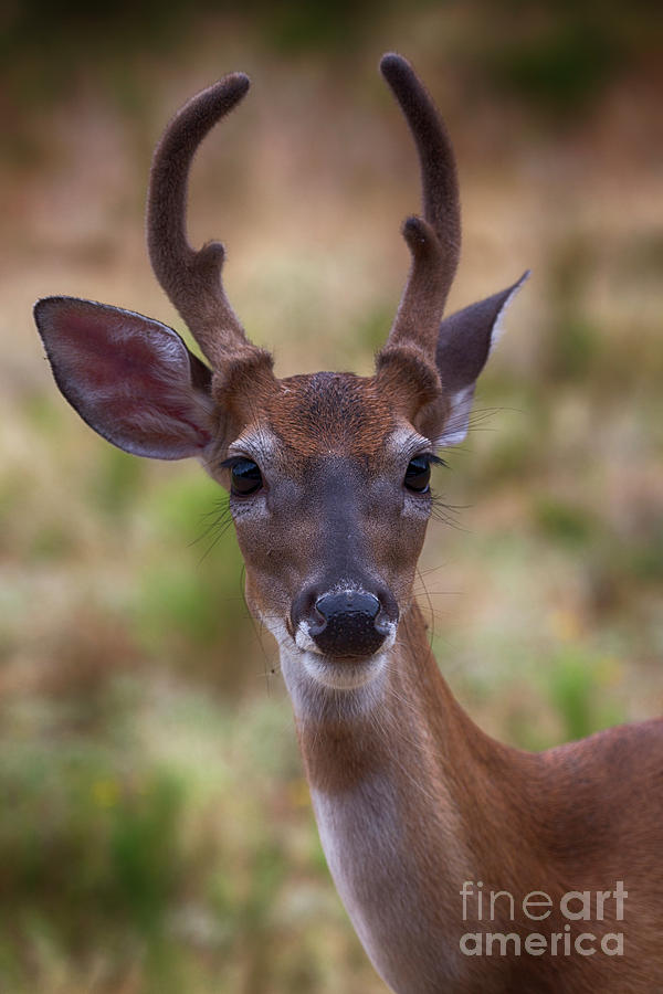 Deer Portrait Photograph by Douglas Barnard
