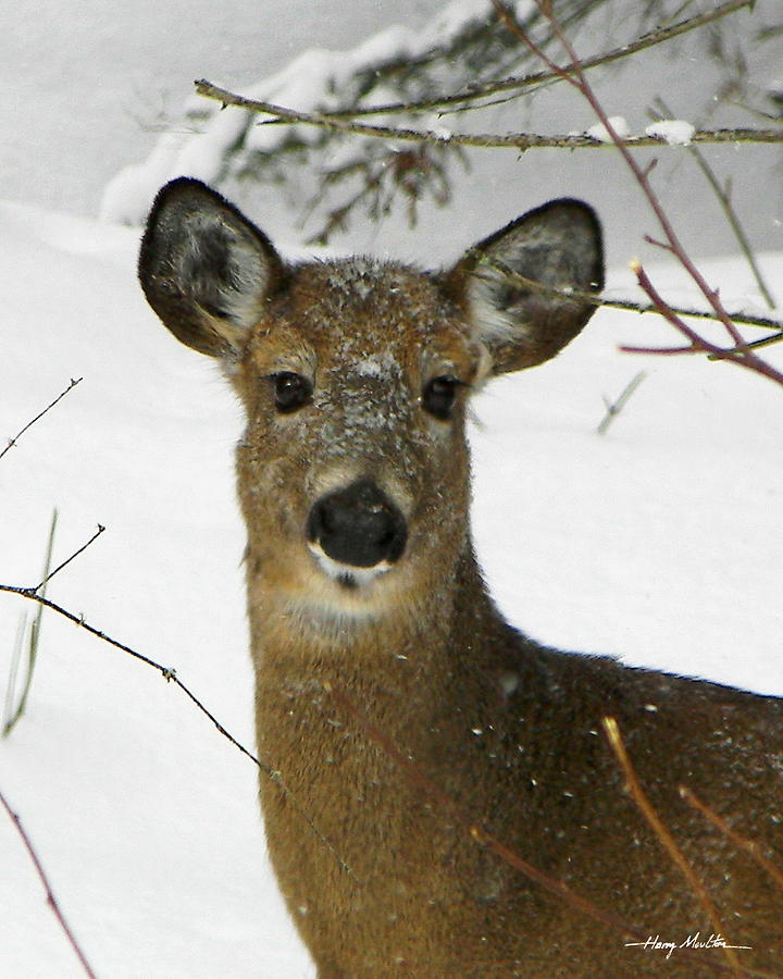 Deer Portrait Photograph by Harry Moulton