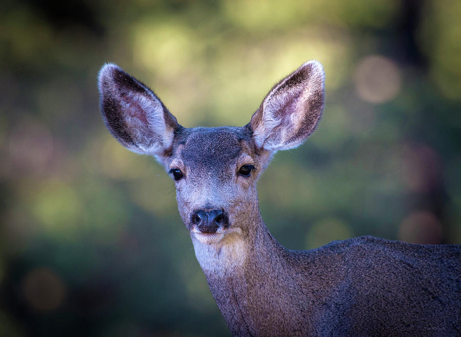 Deer Portrait Photograph by Judi Dressler