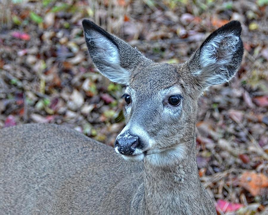 Deer portrait Photograph by Ronda Ryan