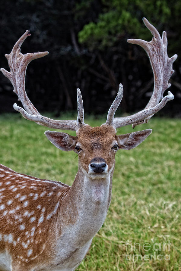 Deer Portrait V3 Photograph by Douglas Barnard