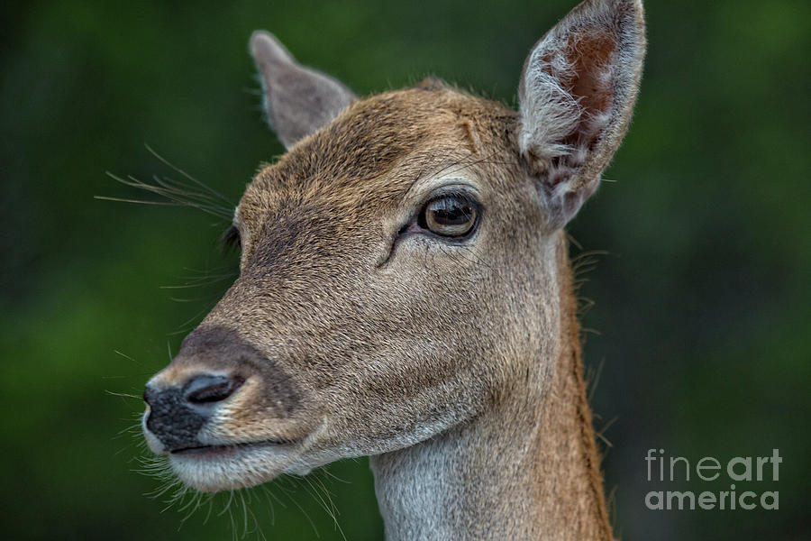 Deer Portrait V4 Photograph by Douglas Barnard