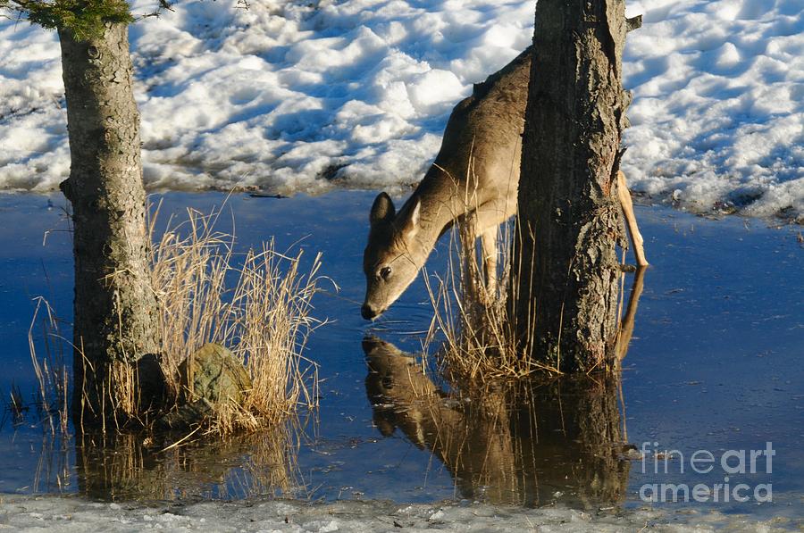 Deer Reflections Photograph by Sandra Updyke