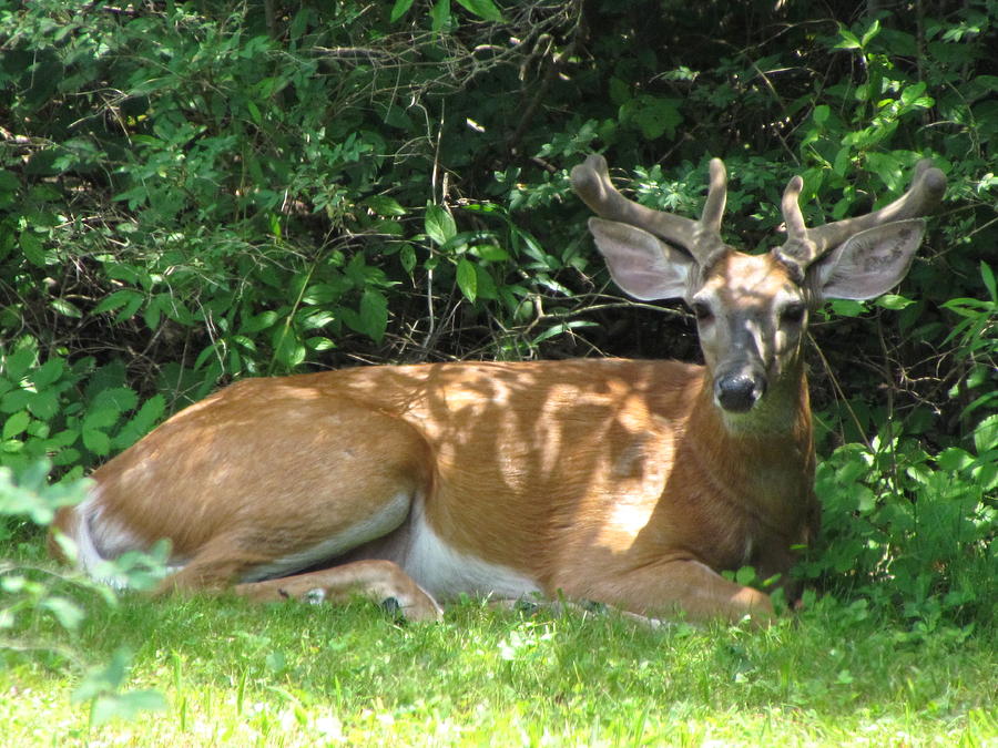 Deer Relaxing in the Shade Photograph by Betty Pieper