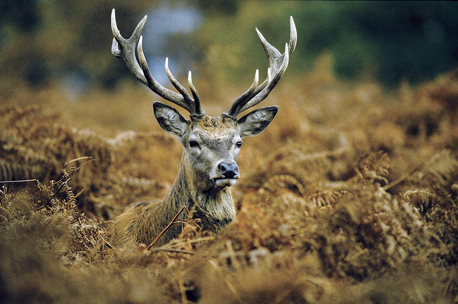 Deer Rests in Bracken Photograph by Steve Somerville