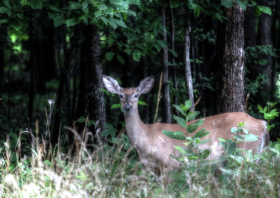Deer elder Photograph by Ronda Ryan