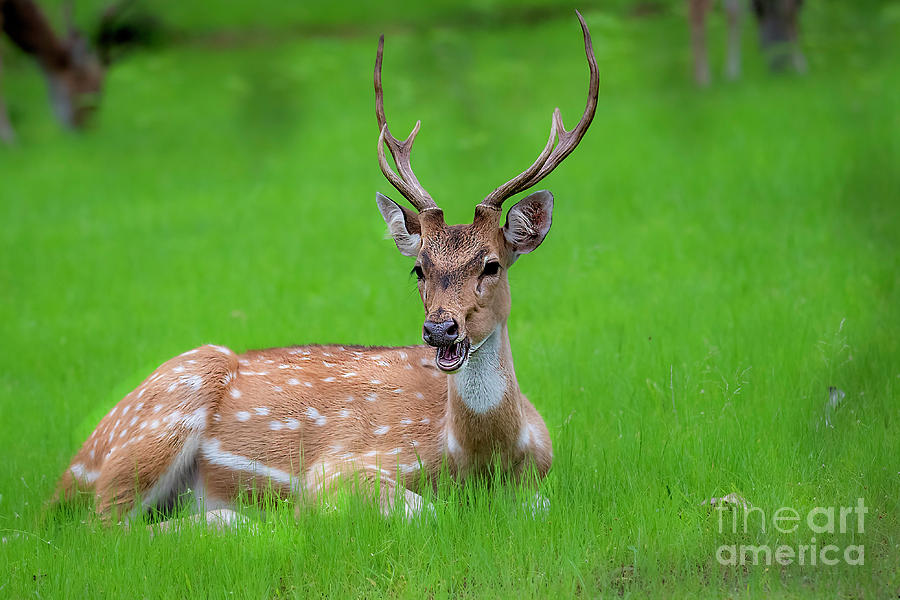 Deer Ruminating Photograph by Pravine Chester