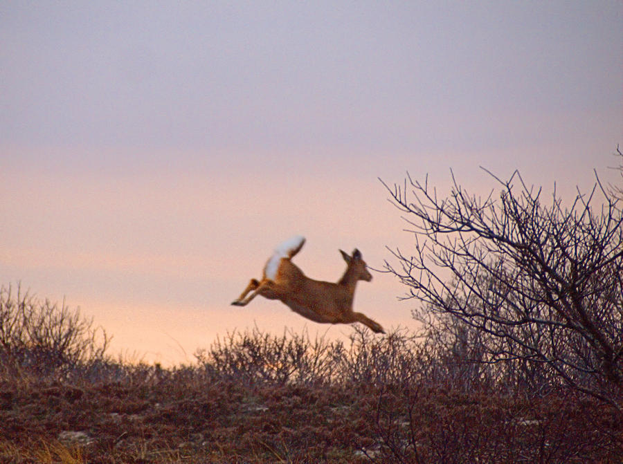 Deer Run Photograph by  Newwwman