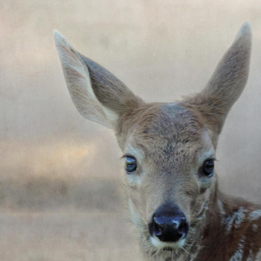 Deer Selfie Photograph by Sally Banfill
