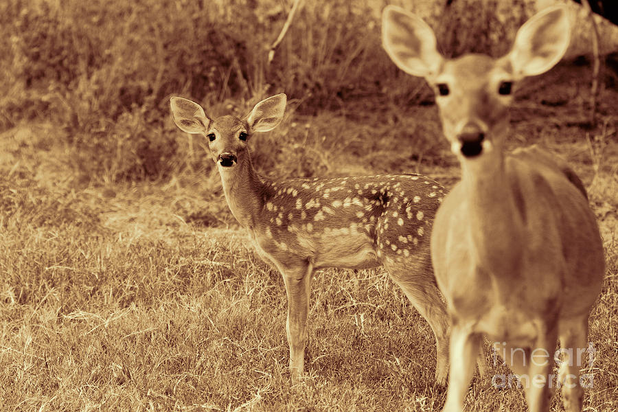 Deer Sepia V3 Photograph by Douglas Barnard