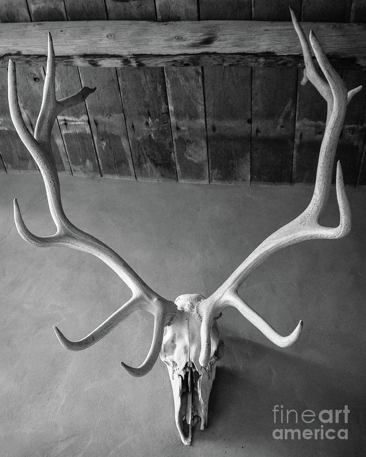 Deer Skull Photograph by Cheryl McClure