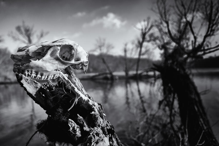 Deer Skull Photograph by David Oakill