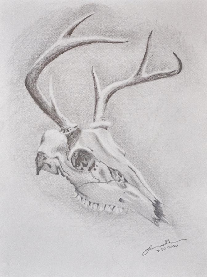 deer skull drawing