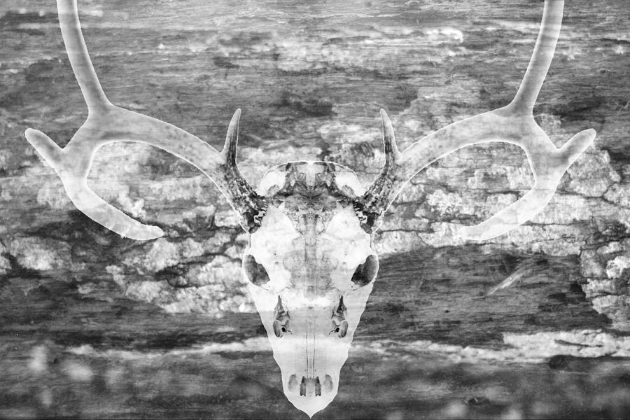 Deer Skull On Rustic Wood Black And White Photography Photograph by Suzanne Powers