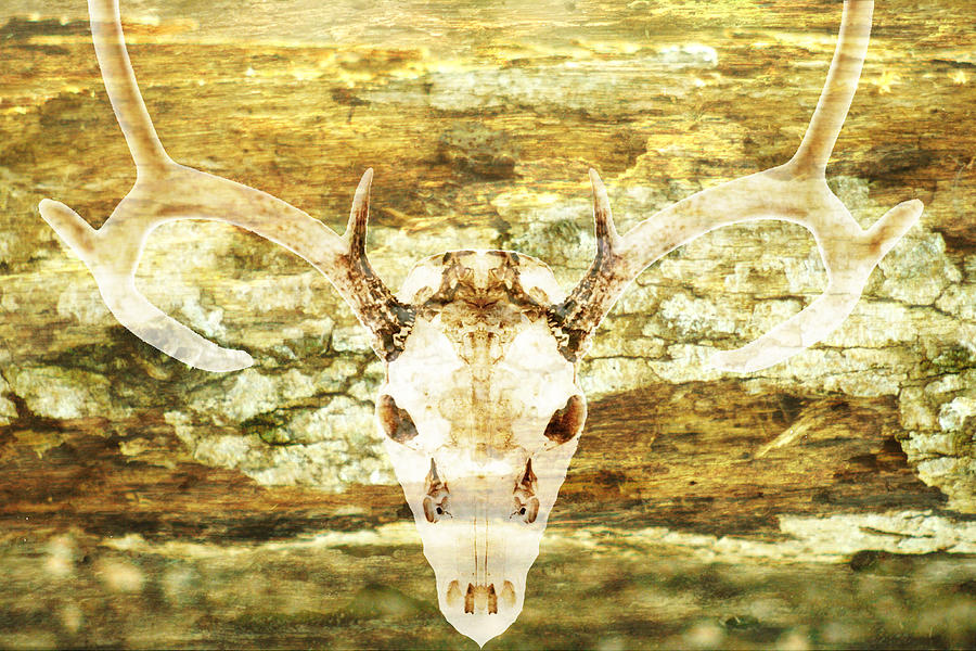 Deer Skull Photograph - Deer Skull On Rustic Wood by Suzanne Powers