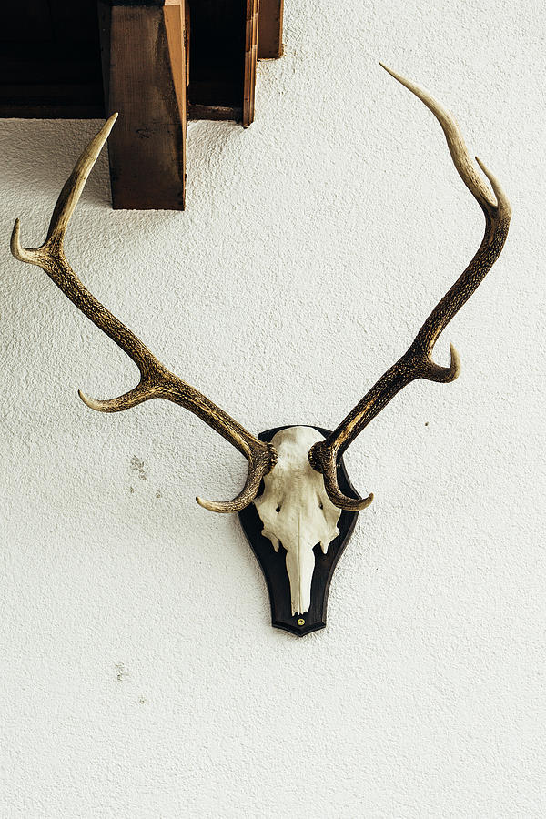 Deer Photograph - Deer Skull On Wall by Pati Photography