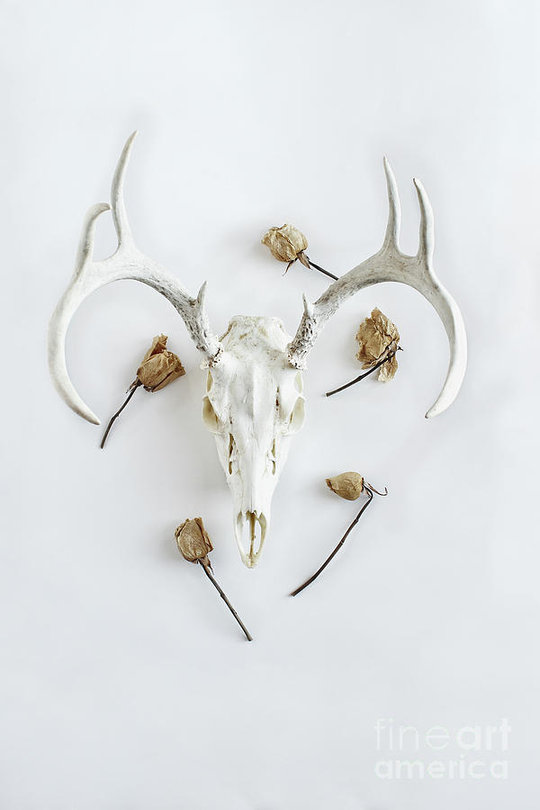 Deer skull with antlers and roses Photograph by Stephanie Frey
