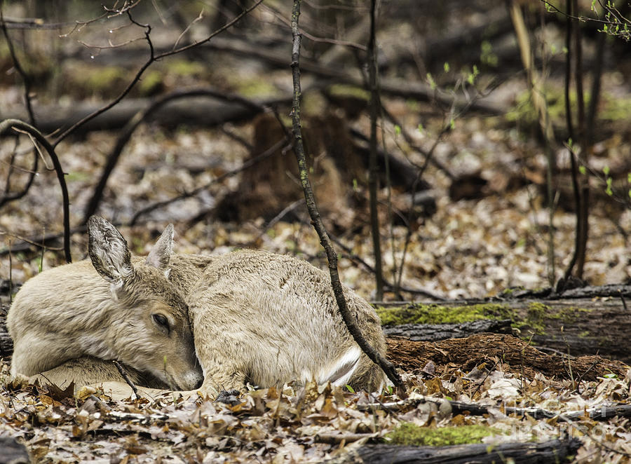 Deer Sleeping in the Woods Photograph by Jeannette Hunt