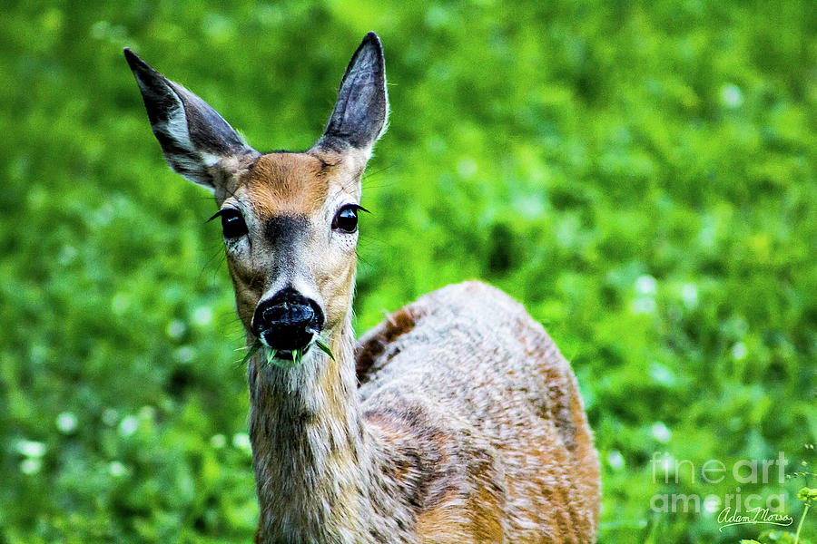 Deer Snacks Photograph by Adam Morsa