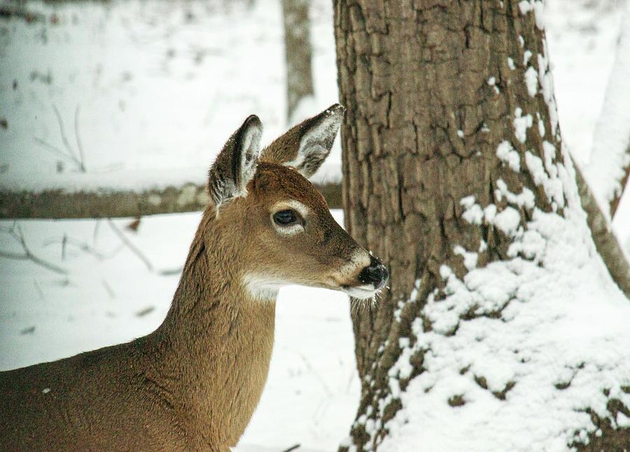 Deer Sniffing Scent Photograph by Douglas Barnett