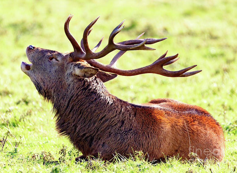 Deer stag bellowing Photograph by Colin Rayner
