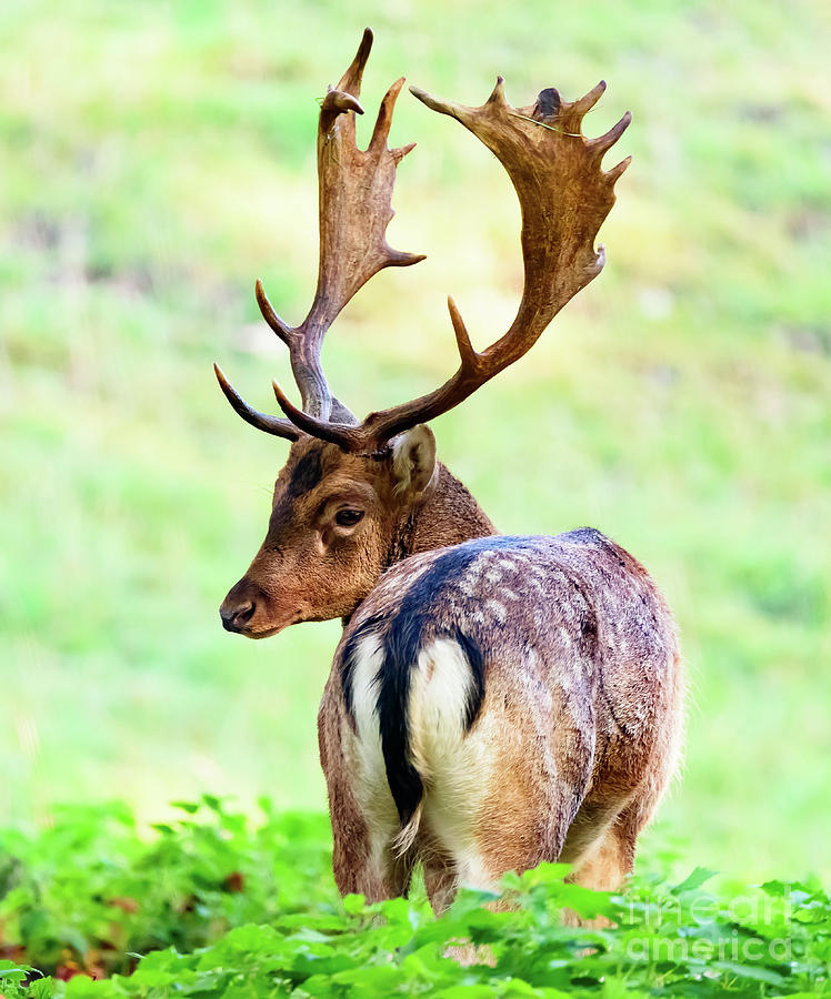 Deer stag  Photograph by Colin Rayner