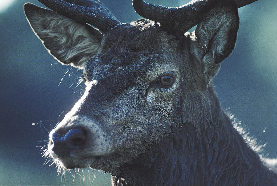 Deer Photograph by Steve Somerville